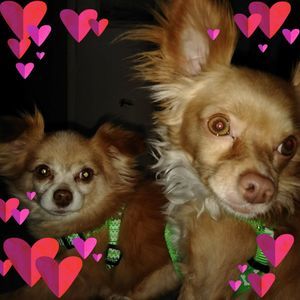 Meet your Posher, Rita